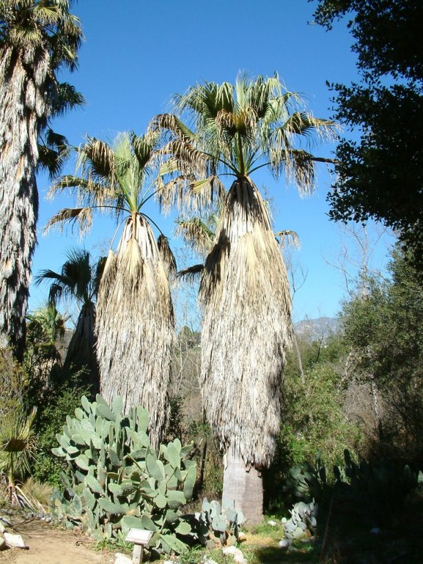 California Fan Palm