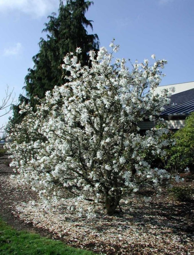 Magnolia stellata