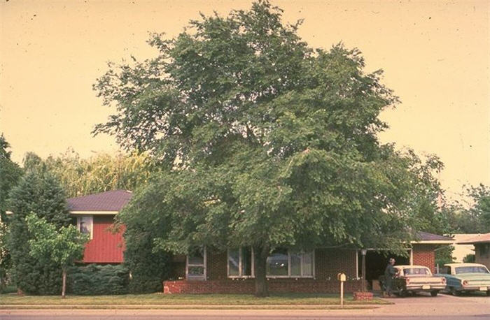 Siberian Elm