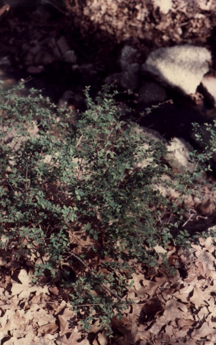 Indian Currant, Coralberry