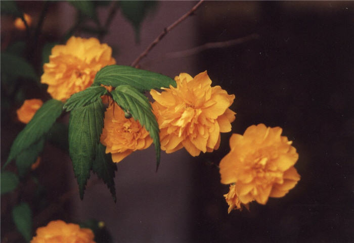 Kerria japonica 'Pleniflora'