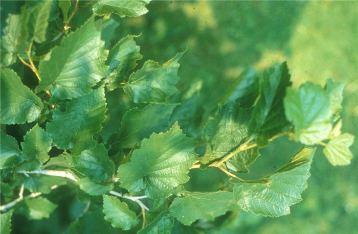 Corylus colurna