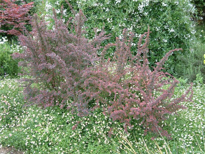 Red Leaf Japanese Barberry