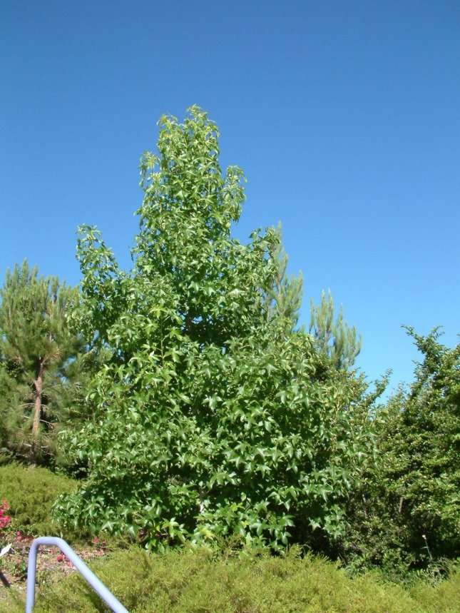 Festival Liquidambar