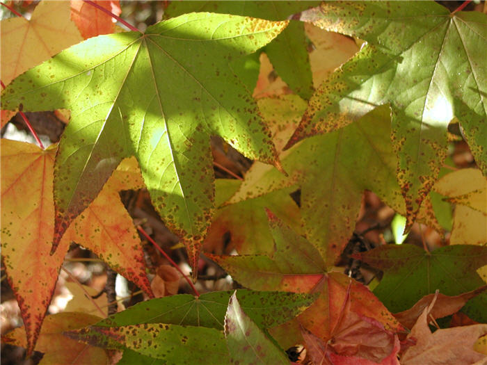 Plant photo of: Liquidambar styraciflua 'Festival'