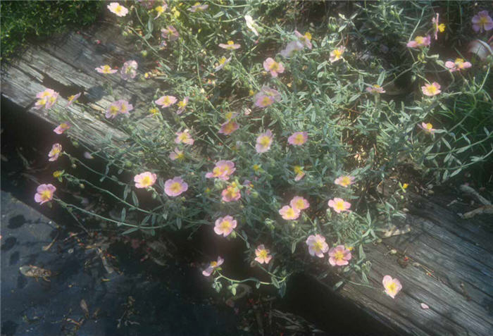 Helianthemum nummularium 'Wisley Pink'