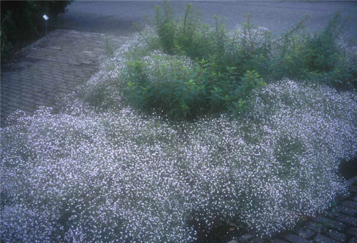 Gypsophila repens 'Rosea'