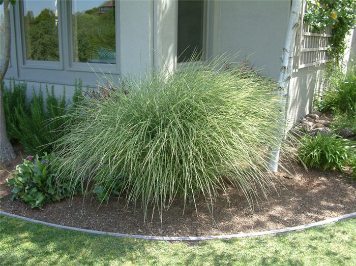 Morning Light Silver Grass