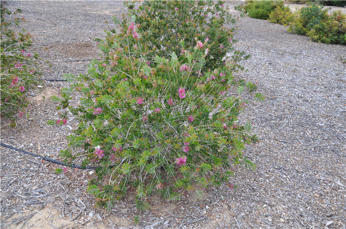 Plant photo of: Callistemon citrinus