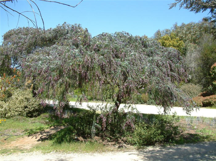 Acacia baileyana 'Purpurea'