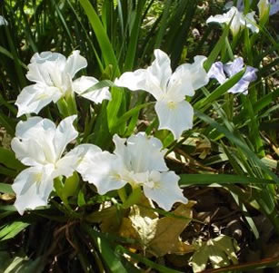 Shade Plants