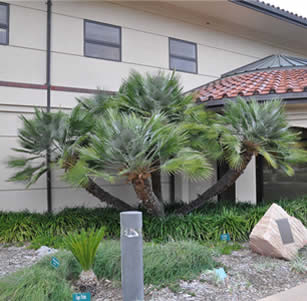 Castaic Lake Conservatory Garden