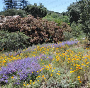 Descanso Gardens