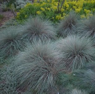 Ornamental Grasses & Clumping Plants