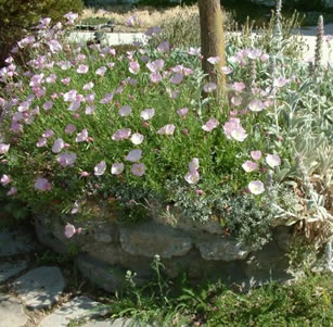 Raised Planters