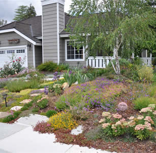 Rainbow Groundcover Garden