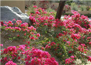 Bougainvillea, La Jolla