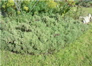 California Sagebrush