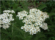 Commom Yarrow