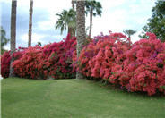 Bougainvillea, Barbara Karst