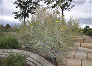 Bush Poppy