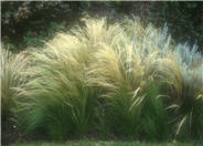 Mexican Feather Grass