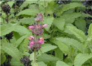 Hummingbird Sage, Pitcher Sage