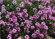 Verbena