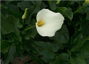 Calla Lily