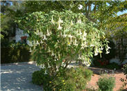 Angel's Trumpet, Datura