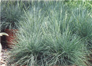 Elija Blue Fescue