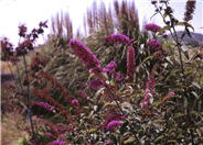 Butterfly Bush, Summer-Lilac