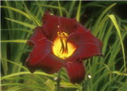 Acapulco Night Hybrid Daylily