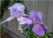 Breakers Bearded Iris