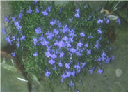 Summer Lobelia