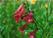 Garden Penstemon 'Cherry glo'