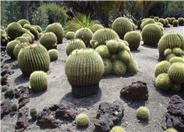 Golden Barrel Cactus