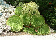 Parasol Aeonium