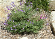 Foothill Penstemon