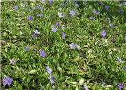 Dwarf Periwinkle, Dwarf Vinca