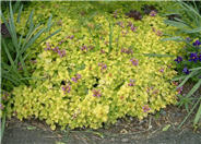 Yellow Dead Nettle