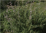 Blue Bush Sage