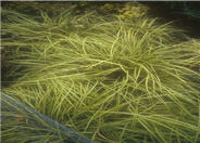 Golden Variegated Sedge