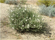 Arizona Flattop Buckwheat