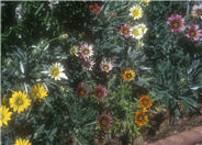 Hybrid Gazanias