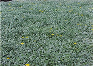 Trailing Gazania, Treasure Flower