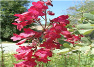 Ruby King Penstemon