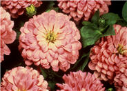 Garden Zinnia