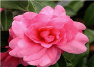 Sansanqua or Sun Camellia