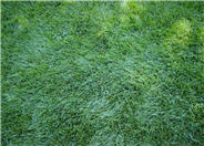 Tall Fescue, Marathon (turf blend)